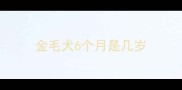 金毛犬6个月是几岁
