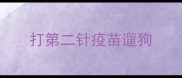 打第二针疫苗遛狗