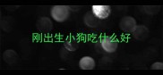 刚出生小狗吃什么好