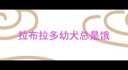 拉布拉多幼犬总是饿