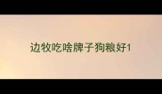 边牧吃啥牌子狗粮好
