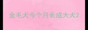 金毛犬今个月长成大犬