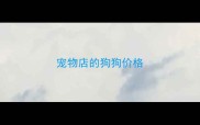宠物店的狗狗价格