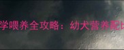 泰迪断奶期科学喂养全攻略幼犬营养配比与常见问题