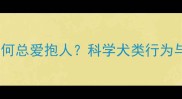 拉布拉多为何总爱抱人科学犬类行为与训练指南