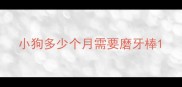 小狗多少个月需要磨牙棒