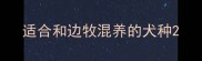 适合和边牧混养的犬种