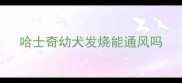 哈士奇幼犬发烧能通风吗