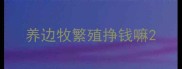 养边牧繁殖挣钱嘛