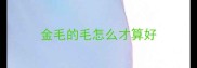 金毛的毛怎么才算好
