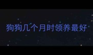 狗狗几个月时领养最好