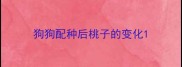 狗狗配种后桃子的变化