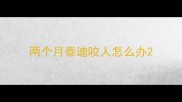 两个月泰迪咬人怎么办
