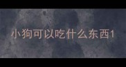小狗可以吃什么东西