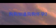 狗狗知道狗狗怀孕