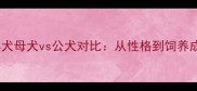 边境牧羊犬母犬vs公犬对比从性格到饲养成本全面