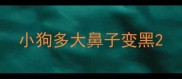 小狗多大鼻子变黑