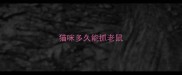 猫咪多久能抓老鼠
