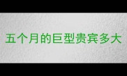 五个月的巨型贵宾多大