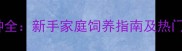 宠物龟品种全新手家庭饲养指南及热门品种推荐