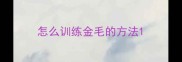 怎么训练金毛的方法