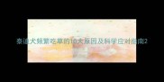 泰迪犬频繁吃草的10大原因及科学应对指南