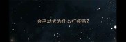 金毛幼犬为什么打疫苗