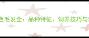 金毛犬黑色毛发全品种特征饲养技巧与常见误区
