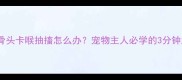 小狗误食骨头卡喉抽搐怎么办宠物主人必学的3分钟急救指南
