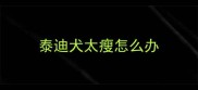 泰迪犬太瘦怎么办