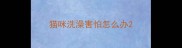 猫咪洗澡害怕怎么办