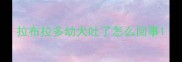 拉布拉多幼犬吐了怎么回事