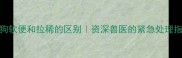 狗狗软便和拉稀的区别资深兽医的紧急处理指南