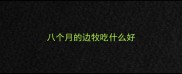 八个月的边牧吃什么好