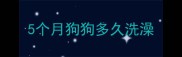 5个月狗狗多久洗澡