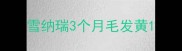雪纳瑞3个月毛发黄