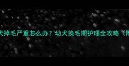 2个月大金毛犬掉毛严重怎么办幼犬换毛期护理全攻略附解决方案