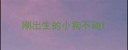 刚出生的小狗不动