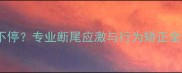 泰迪断尾后一直叫个不停专业断尾应激与行为矫正全攻略附训练视频