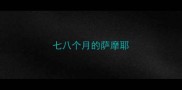 七八个月的萨摩耶