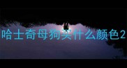 哈士奇母狗买什么颜色