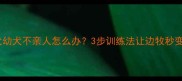 边境牧羊犬幼犬不亲人怎么办3步训练法让边牧秒变粘人精