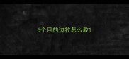 6个月的边牧怎么教