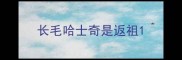长毛哈士奇是返祖