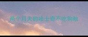 两个月大的哈士奇不吃狗粮