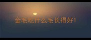 金毛吃什么毛长得好