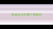 泰迪幼犬吃哪个狗粮好