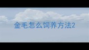 金毛怎么饲养方法