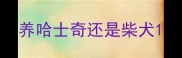 养哈士奇还是柴犬
