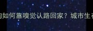 流浪小狗如何靠嗅觉认路回家城市生存技能大